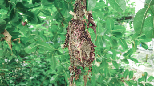 Close-up of insect on plant