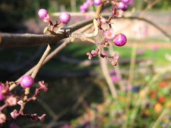 Close-up of stems with buds against blurred background