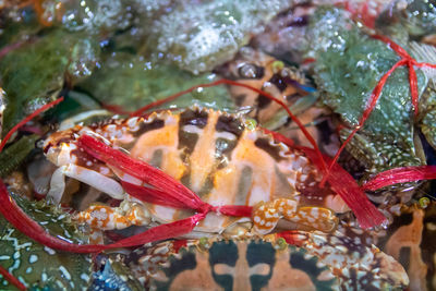 Close-up of crab in water