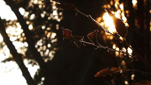 Close-up of plant against blurred background