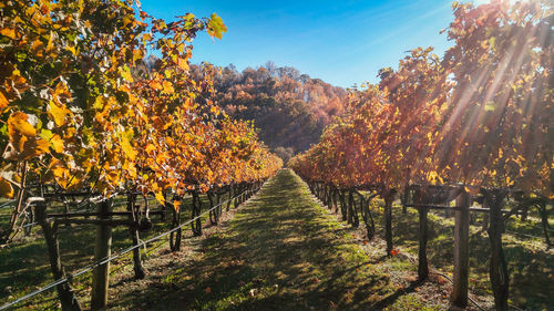 Trees against sky during autumn