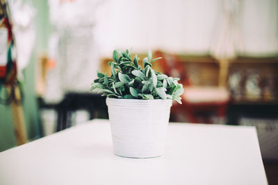 Close-up of plant on table