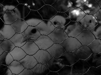 Close-up of baby chickens in cage