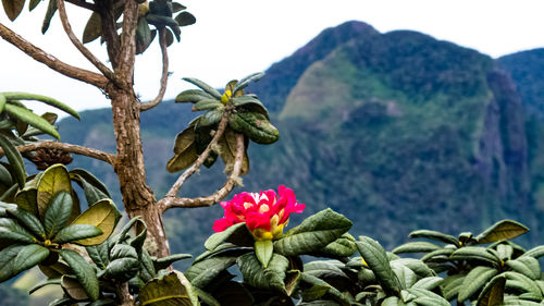 Close-up of flowering plant against mountain