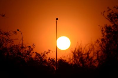 Silhouette of trees at sunset