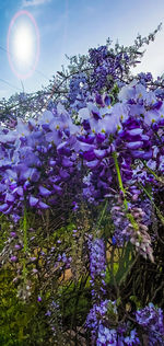 Purple flowering plants against sky