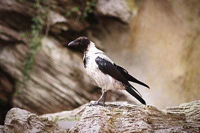 Close-up of bird perching on rock