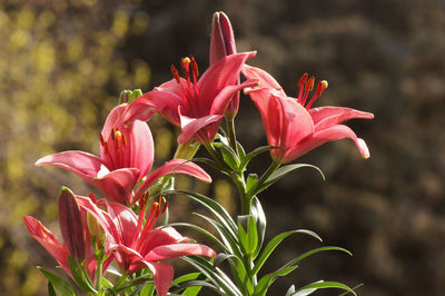 Close-up of pink flowering plant