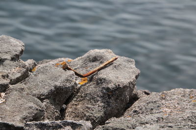 High angle view of rusty metallic nail on rock