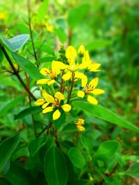 Close-up of yellow flowering plant