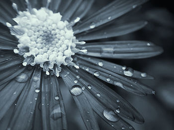 Close-up of wet flower on plant