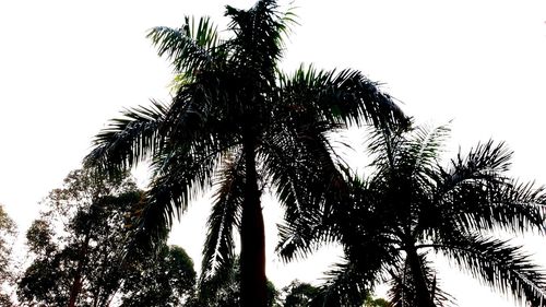 Low angle view of pine tree against sky