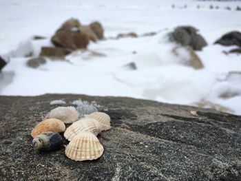 Close-up of seashell on snow