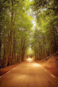 Road amidst trees in forest