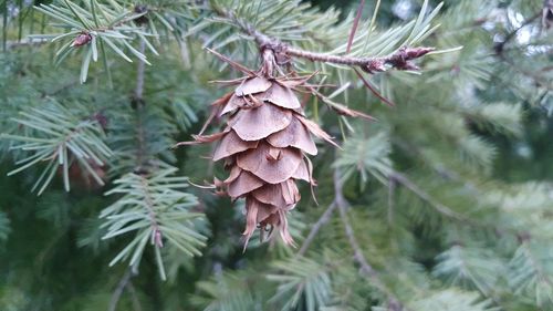 Close-up of pine cone on tree