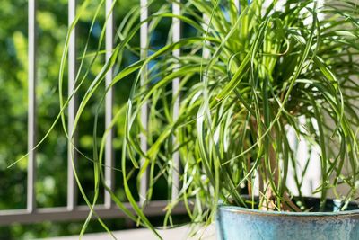 Close-up of fresh green plants