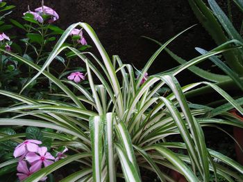 Close-up of flowers