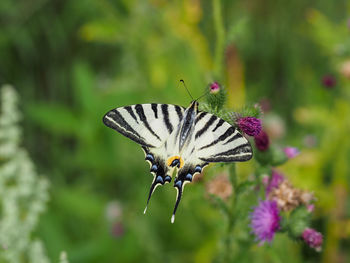 Sail swallowtail butterfly, iphiclides podalirius, takes nectar from thistle blossom