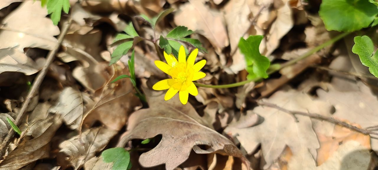 CLOSE-UP OF YELLOW FLOWERING PLANT ON FIELD