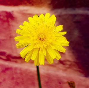 Close-up of yellow flowering plant