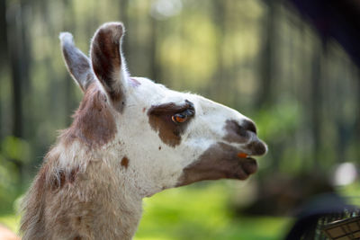 Feeding llama in the nature.