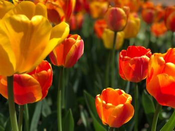 Close-up of red tulips on field