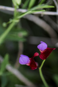 Close-up of purple flowering plant