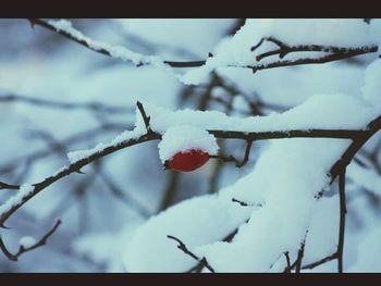 Bird perching on tree branch
