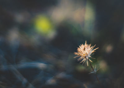 Close-up of dandelion against blurred background