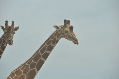 Low angle view of giraffe