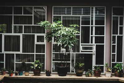 Plants in pots create a cool view at every moment