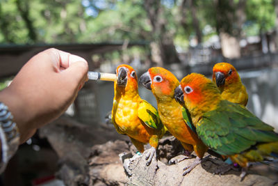 Close-up of hand feeding parrot