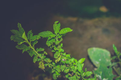 Close-up of fresh green leaves