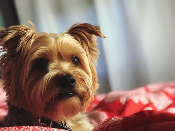 Close-up portrait of dog relaxing in a camper