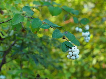 Close-up of berries growing on tree