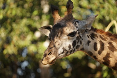 Close-up of giraffe