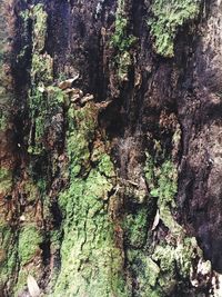 Full frame shot of tree trunk