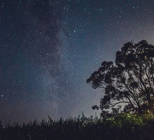 Low angle view of silhouette trees against star field at night