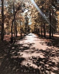 Footpath amidst trees in forest during autumn