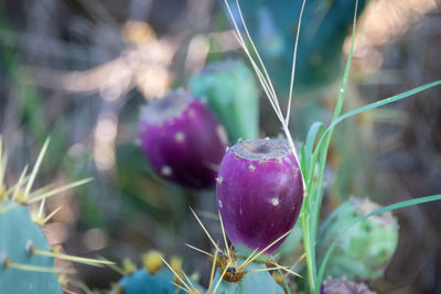 Close-up of purple flower growing on plant