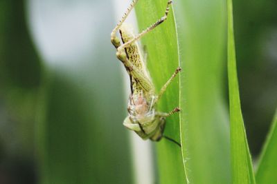 Close-up of insect on leaf