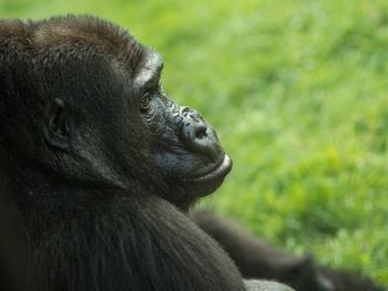 Side view headshot of a gorilla looking away
