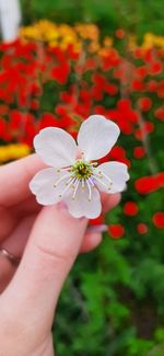 Close-up of hand holding flower