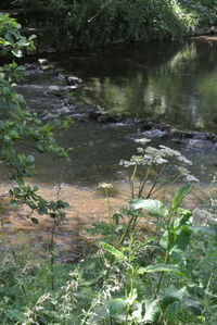 High angle view of plants growing in lake