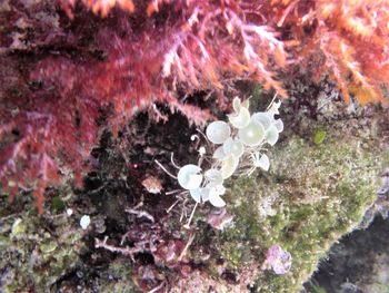 High angle view of coral in water