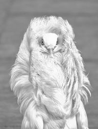 Close-up portrait of owl