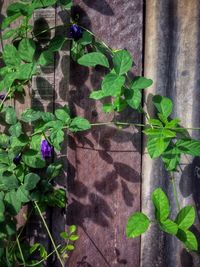 Close-up of plant growing on wall