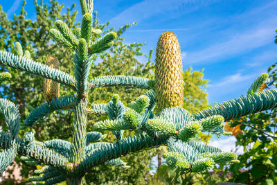 Large decorative young cone of blue noble fir or abies procera glauca.