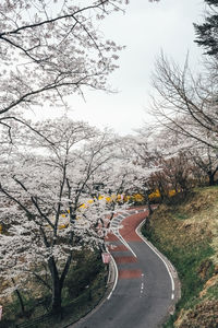 Road amidst bare trees against sky