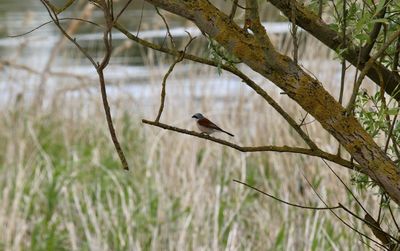 Bird perching on a tree